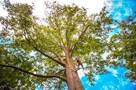 Trusted Pittsboro, IN Tree Care  Experts